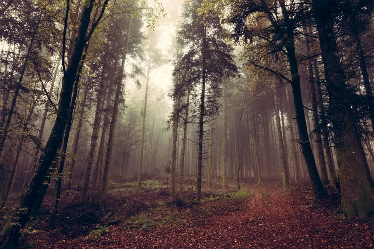 Forêt certifiée FSC